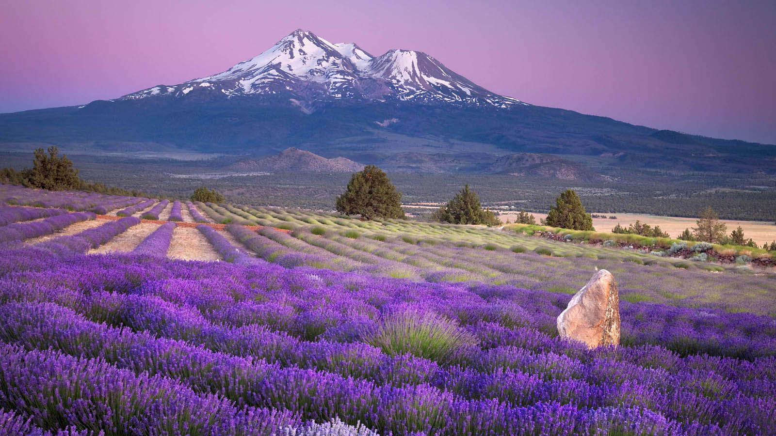 Lavender Girls